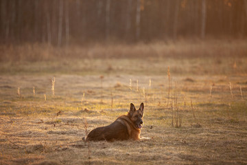 German Shepherd dog breeds in the field at sunset with his back to the viewer