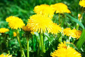 Yellow Blossoming Dandelions Flowers Meadow Summer Day Background Bright Colors