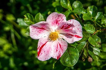Pink white red mixed colors rose in the garden early in the morning