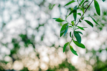 Green leaves with bokeh