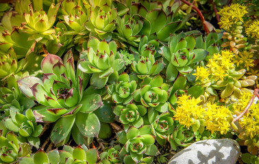 Sedum plants, sempervivum succulent rockery plants with yellow flowers used for sustainable roof plantings