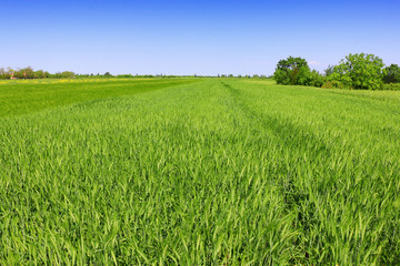 Fototapeta premium green wheat field