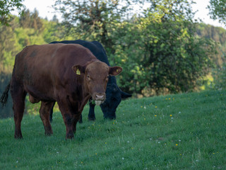 Funny brown cow shows tongue while grassing on a green meadow 
