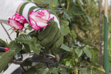 Una persona recoge rosas de jardín 