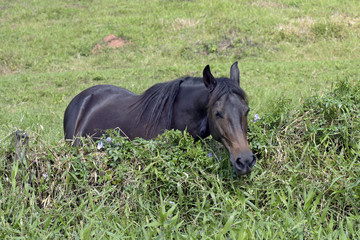 Horse grazing on the neighbor's grassland