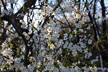 Delicate white flowers on tree branches
