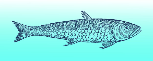 Pilchard sardine., sardina pilchardus in side view on a blue-green gradient background, after vintage woodcut from 16th century. Editable in layers