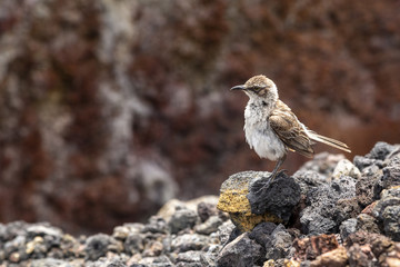 Galápagos Mockingbird (Mimus parvulus) in Galapagos Islands, Ec