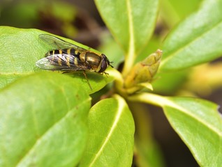 Sunbathing Drone Fly