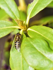 Fototapeta premium Sunbathing Drone Fly