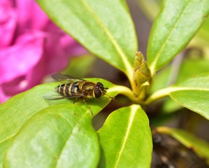 Sunbathing Drone Fly