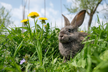 Small grey rabbit in green grass closeup. Can be used like Easter background. Animal photography