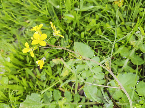 Wall-rocket plant
