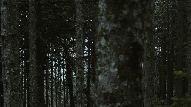 Passing by a deep dark fir tree forest an dawn