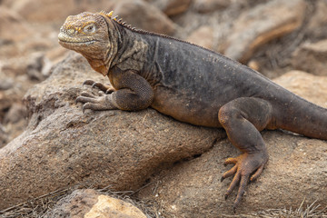 Galapagos Land Lguana (Conolophus subcristatus) in Galapagos Isl