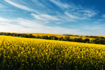 Obraz premium Yellow rape field on blue sky background. Landscape photography