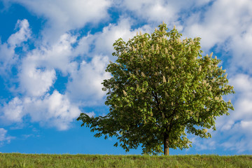 Fototapeta na wymiar Horse-chestnut tree