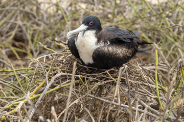 Great Frigatebird (Fregata minor) in Galapagos Islands, Ecuador