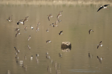 shorebirds