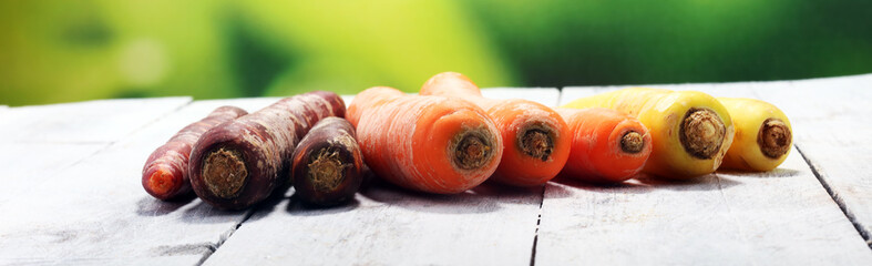 pile of carrots. Crate of mixed fresh harvested colorful carrot.
