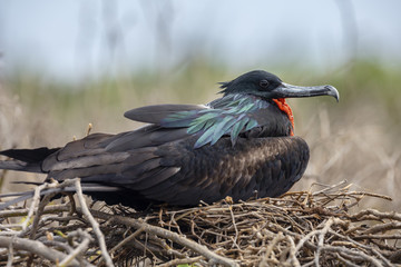 Great Frigatebird (Fregata minor) in Galapagos Islands, Ecuador