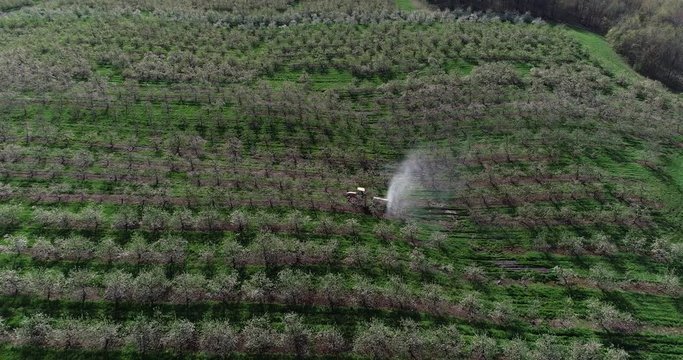 Aerial camera backing away from a tractor spraying for fire blight in a blossoming apple orchard.