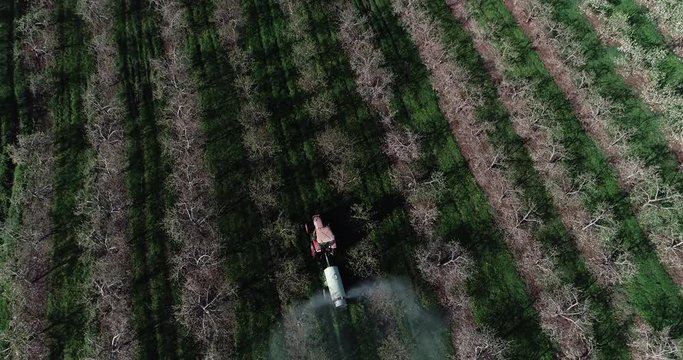 Aerial camera ascending from tractor spraying for fire blight in a blossoming apple orchard.