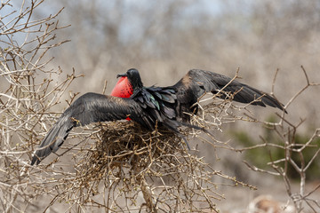 Great Frigatebird (Fregata minor) in Galapagos Islands, Ecuador