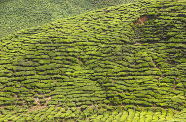 Tea plantations in Cameron Highlands, Malaysia. Green pattern background