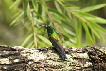 Cooper rumped Hummingbird Saucerottia tobaci feliciae perched in the rainforest