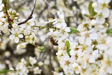 Bee on the Cherry Tree Flowers