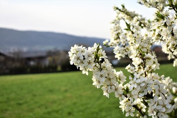 Cherry Tree in Blossom