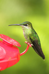 Violet chested Sternoclyta cyanopectus hummingbird perched on red feeder, only found in Venezuela and Clolombia South america  