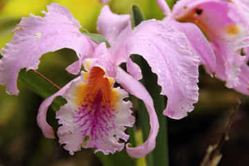 Majestic Cattleya trianae  orchid flower endemic to Colombia