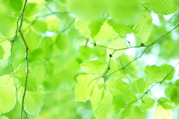 若葉　葉　新緑