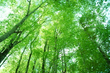 新緑　雑木林