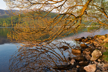 Obraz na płótnie Canvas Tree in new bud beside lake at sunset in golden light