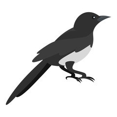 Domestic magpie icon. Flat illustration of domestic magpie vector icon for web