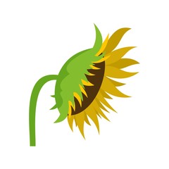 Sunflower icon. Flat illustration of sunflower vector icon for web
