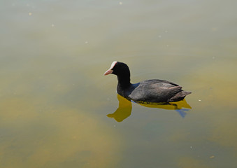 Coot bird swimming in green water