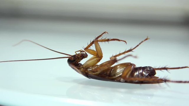 Cockroach isolated and dying on white glass with light effects