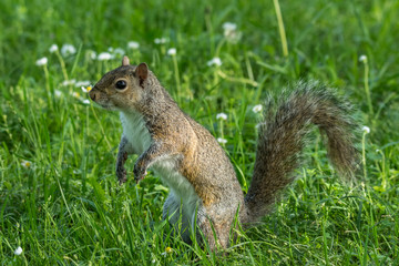 gray squirrel in front of a tree eats a hazelnut holding it with paws.