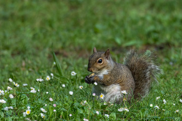 gray squirrel in front of a tree eats a hazelnut holding it with paws.