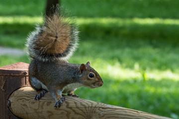 gray squirrel in front of a tree eats a hazelnut holding it with paws.