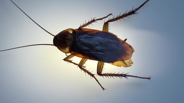 Cockroach isolated and dying on white glass with light effects