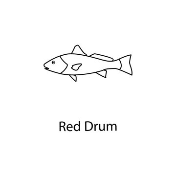 Red Drum Fish Images – Browse 13,125 Stock Photos, Vectors, and