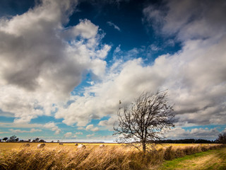 Obraz premium country tree