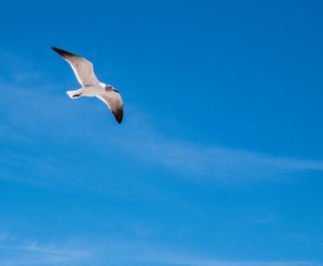 White seagull with gray head and black wing tips on blue sky background