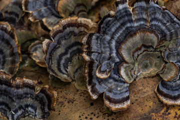 Polypore mushroom close-up