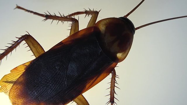 Cockroach isolated and dying on white glass with light effects